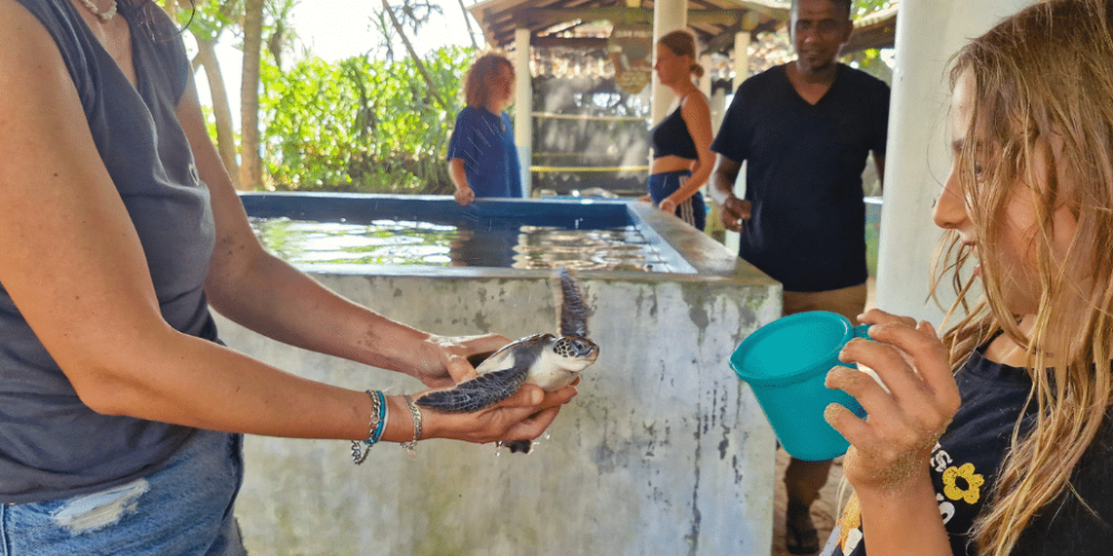 sri-lanka-family-turtle-new11