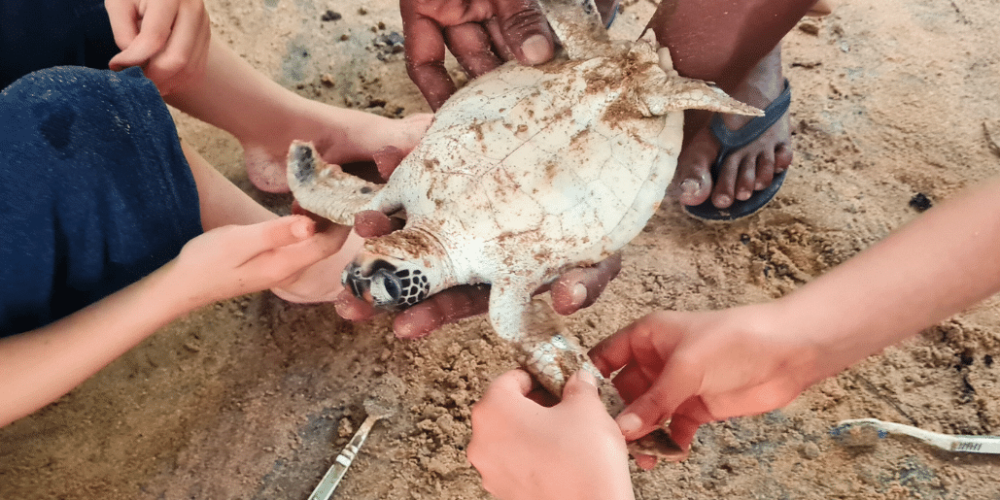 sri-lanka-family-turtle-new14