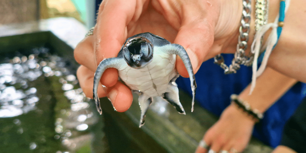 sri-lanka-family-turtle-new16