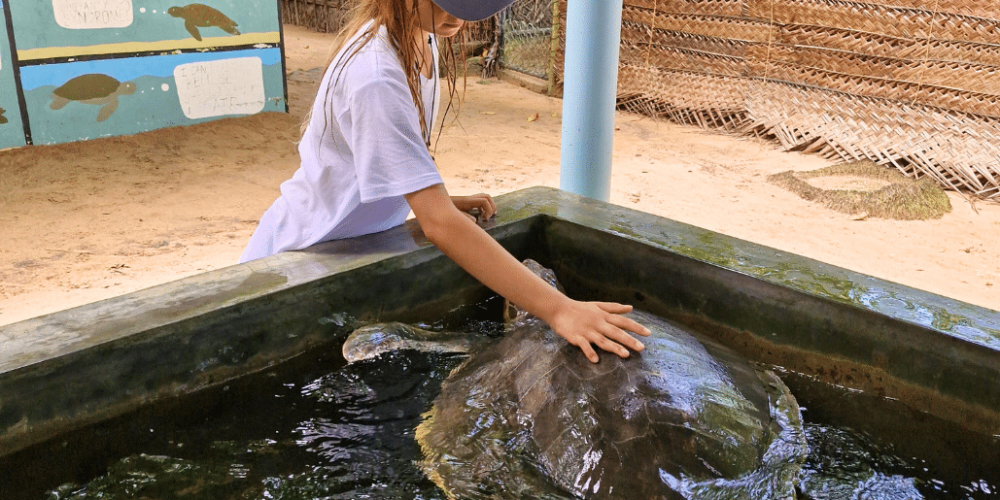 sri-lanka-family-turtle-new4